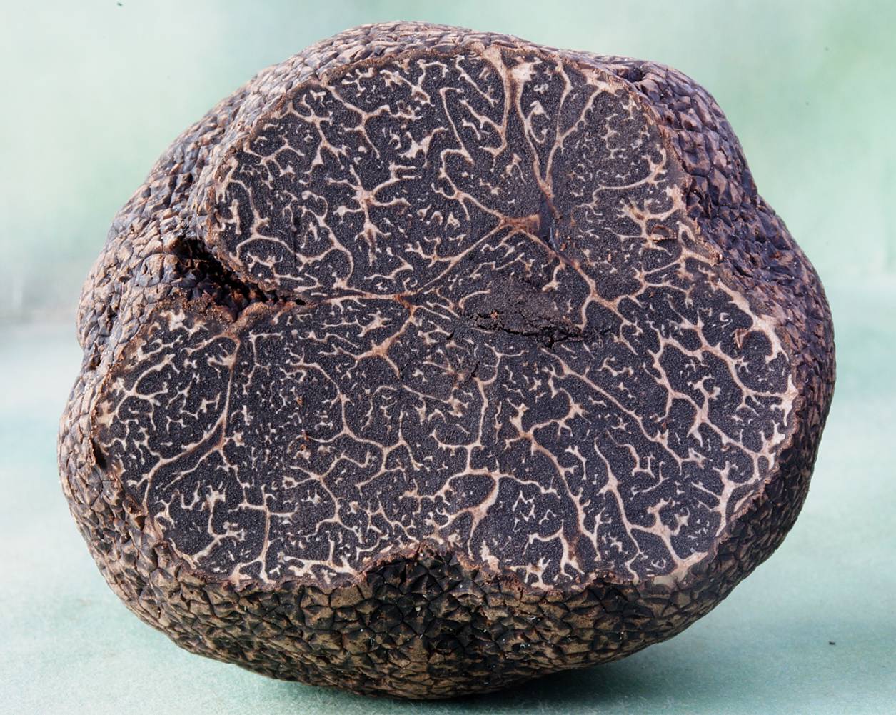 52 Tuber Indicum