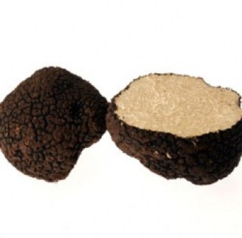 tuber_aestivum_250x250