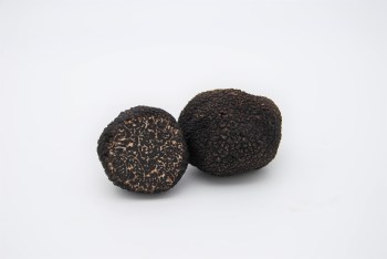 trufa negra fresca melanosporum truffle truffe