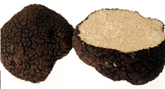 tuber aestivum.jpg